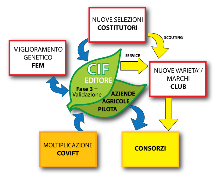 CIF Trentino - Flow chat  modello di validazione processo